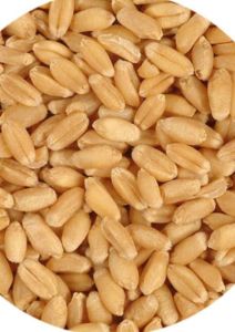 shadab wheat grain