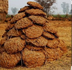 Cow Dung Cake