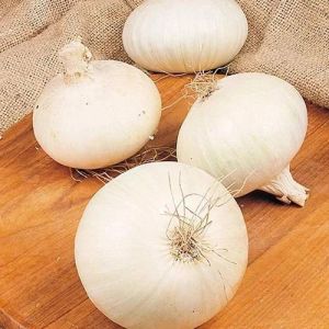 Fresh White Onion