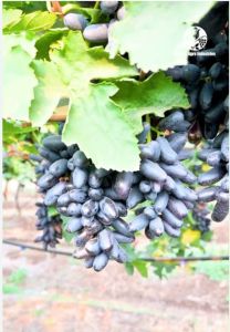 A Grade Fresh Black Grape
