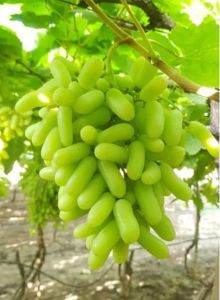 A Grade Fresh Green Grape