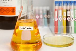 99% Biodiesel Oil