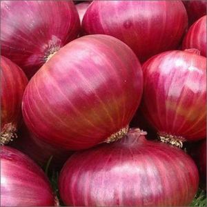 35mm Fresh Red Onion