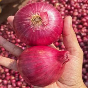 55mm Fresh Red Onion