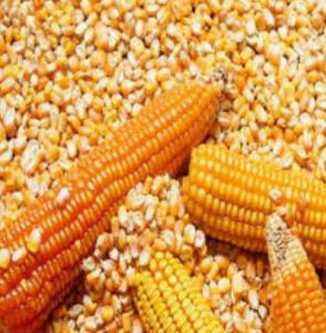 Yellow Maize Seeds