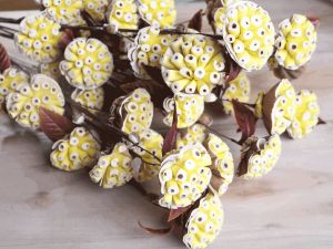 Burl Sola Wood Flower Stick