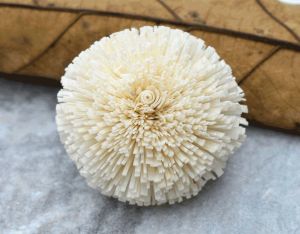 Kadam Sola Wood Flower