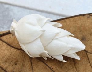 Leilani Pine Sola Wood Flower