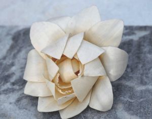 Linden Sola Wood Flower