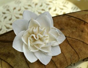 Tecksoi Aster Sola Wood Flower - 100% Natural