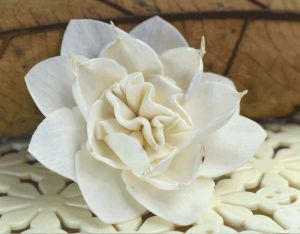 Tecksoi Aster Sola Wood Flower - 100% Natural