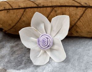 Cassia Sola Wood Flower