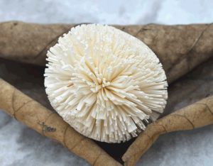 Kadam Sola Wood Flower