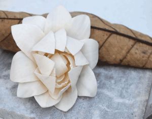 Linden Sola Wood Flower