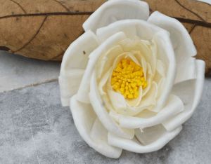 Pollen Bird Rose Sola Wood Flower