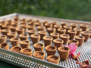 Premium Sambrani Cup