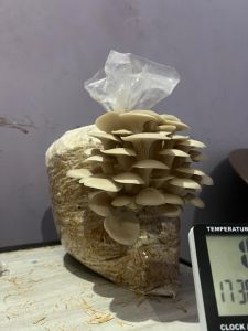 Fresh Oyster Mushroom