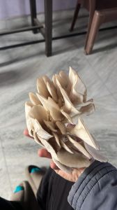 Fresh Oyster Mushroom