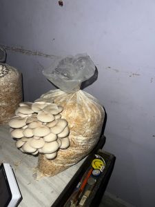 Fresh Oyster Mushroom