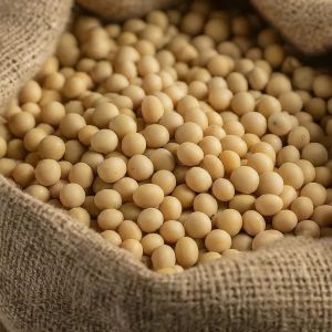 Organic Soybean Seeds