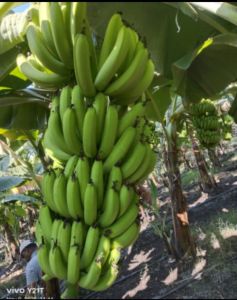 A Grade Fresh Green Banana