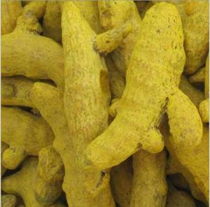 Duggirala Finger Turmeric