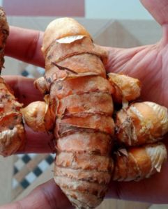Yellow Finger Turmeric
