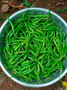 A Grade Fresh Green Chilli