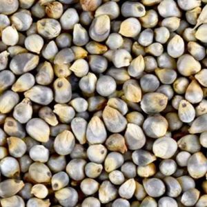 Indian Bajra Seed