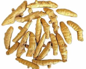 Kadapa Finger Turmeric