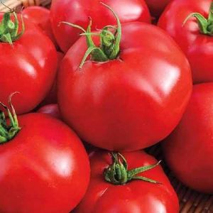 Maharashtra Indian Red Tomato