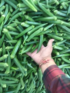 A Grade Fresh Okra