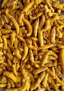 Salem Gundu Finger Turmeric