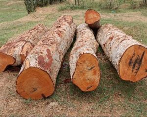 Arjun Wood Logs
