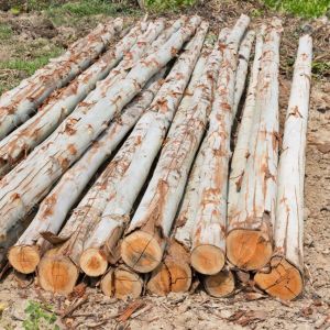 Eucalyptus Wood Logs