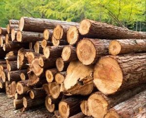 Mango Wood Logs