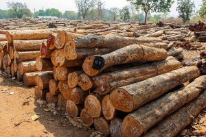 Sheesham Wood Logs