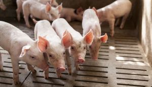 Farm Pig