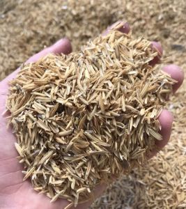 rice husk