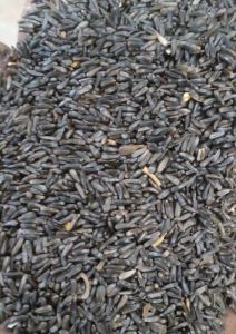 Hprj Niger Seeds
