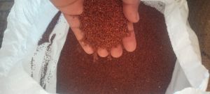 Ragi Seeds