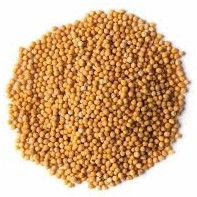 Yellow Sorghum Seeds