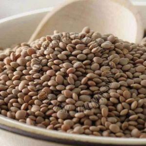 Brown Masoor Dal