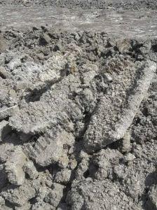 Unwashed Marine Gypsum