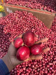 Fresh Red Onion