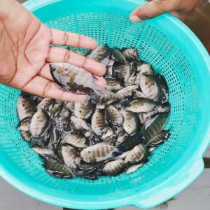 Pearl Spot Fish Seeds