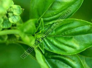 Basil Oil