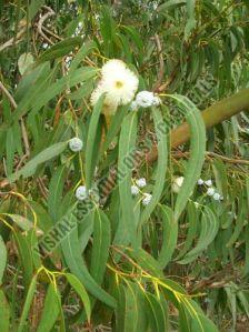 Eucalyptus Oil