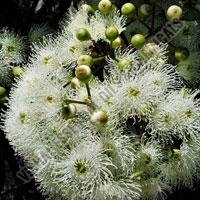 Eucalyptus Oil