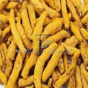 A Grade Turmeric Finger
